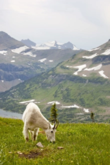 Hidden Lake Prints: MT, Glacier National Park, above Logan Pass, Mountain Goat (Billy Goat) in meadow