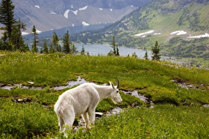 Images Dated 5th August 2009: MT, Glacier National Park, above Logan Pass, Mountain Goat (Billy Goat) in meadow