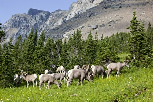 Images Dated 30th July 2009: MT, Glacier National Park, Logan Pass, Bighorn Sheep herd