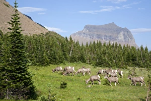 Images Dated 30th July 2009: MT, Glacier National Park, Logan Pass, Bighorn Sheep herd
