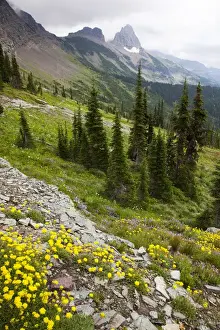 Images Dated 28th July 2009: MT, Glacier National Park, View from Highline Trail to Granite Park Chalet