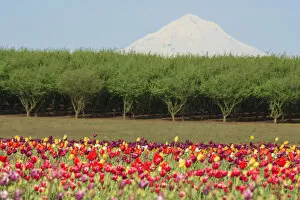 Images Dated 22nd April 2006: Mt. Hood and tulip fields, Willamette Valley, Oregon