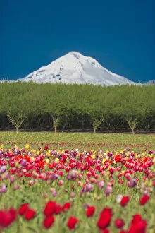 Mt. Hood and tulip fields, Willamette Valley, Oregon