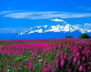 Cook Inlet Prints: Mt Illiamna, Aleutian Range, Alaska from the Kenai Penninsula across a field of blooming Fireweed
