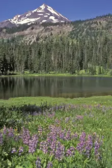 Images Dated 6th August 2010: Mt. Jefferson in the background with Hunts Lake in the middleground and Wildflowers