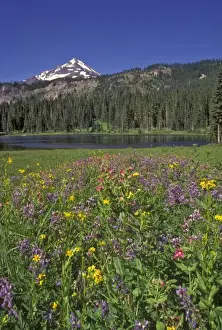 Central Oregon Prints: Mt. Jefferson in the background with Hunts Lake in the middleground and Wildflowers