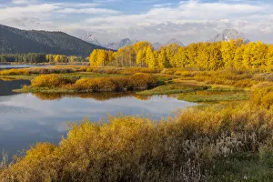 Willow Prints: Mt. Moran and golden aspen trees from Oxbow Bend, Grand Teton National Park, Wyoming