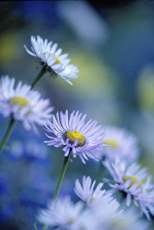 Images Dated 9th March 2011: Mt. Rainier National Park, WA, USA. Mountain Daisy on a meadow hill side at Paradise on Mt