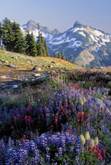 Images Dated 30th November 2010: Mt. Rainier National Park, WA, USA. Wildflowers in meadow on Mazama Ridge near Paradise
