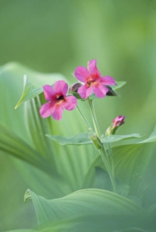 Images Dated 30th November 2010: Mt. Rainier National Park, WA, USA. Lewis Monkeyflower (Mimulus lewisii) sprouts