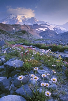 Paint Brush Prints: Mt. Rainier National Park, WA, USA. Mountain Daisy, paintbrush and other flowers