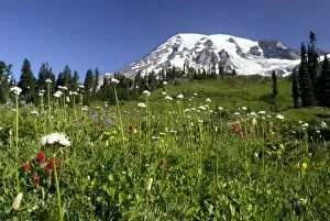 Images Dated 2nd August 2006: Mt. Rainier and Wildflower meadow at Paradise, Mt. Rainier NP, Washington, USA