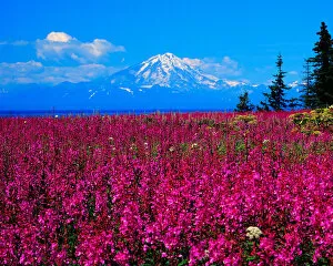 Mt. Redoubdt, Aleutian Range, Alaska from the Kenai Penninsula across a field of blooming Fireweed