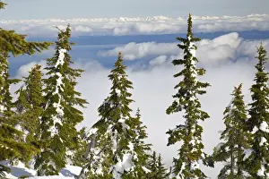 Images Dated 16th February 2008: Mt. Washington Ski Resort bordering Strathcona Provincial Park (BCs oldest park