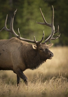 Ungulate Prints: Mud covered antlers on a Rocky mountain bull elk in rut, Cervus elaphus, Madison River