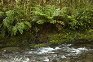Brook Prints: Muir Creek and native bush, Pleasant Flat, Hst Pass, Mt. Aspiring National Park