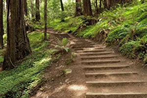 Prints of Muir Woods Images Dated 2022 May: Muir Woods