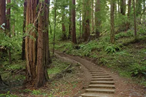 Muir Woods National Monument, Marin County, California, USA