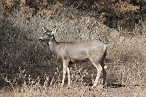 Images Dated 13th October 2017: Mule Deer at Bosque del Apache NWR, New Mexico