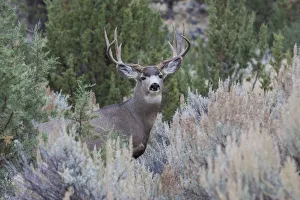 Buck Prints: Mule deer buck