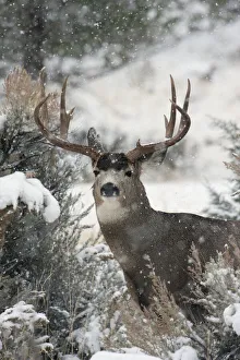 Mule Deer Buck