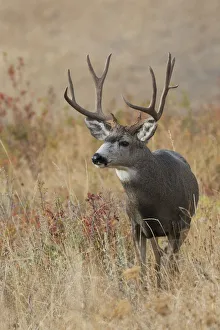 Prints of Mule Deer Buck Images Dated 2019 January: Mule Deer Buck