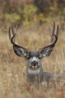 Images Dated 2nd February 2020: Mule Deer Buck
