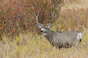 Images Dated 4th February 2020: Mule Deer Buck
