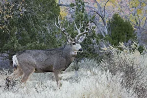 Buck Prints: Mule deer buck