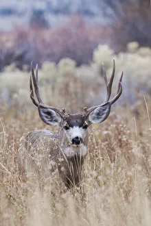Images Dated 9th December 2020: Mule deer buck