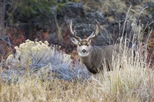 Images Dated 9th December 2020: Mule deer buck