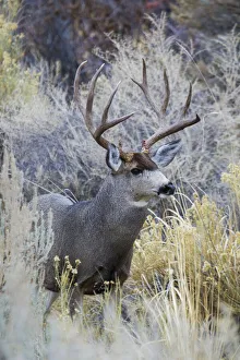 Buck Prints: Mule deer buck, emerging from cover