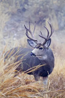 Buck Prints: Mule Deer Buck, Foggy Frosty Morning