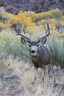 Buck Prints: Mule deer buck, high desert autumn