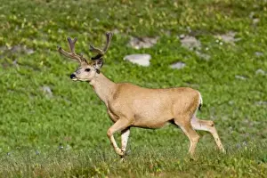 Velvet Prints: Mule deer buck in velvet antlers at Logan Pass in Glacier National Pass in Montana