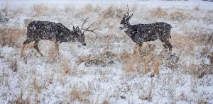 Buck Prints: Mule Deer Bucks graze in snowstorm, Wyoming