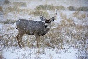 Images Dated 13th September 2020: Mule Deer Bucks graze in snowstorm, Wyoming