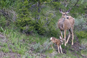 Images Dated 13th June 2011: Mule Deer Doe with Fawn