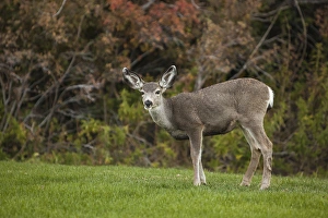 Mono Lake Prints: Mule Deer Doe on the Lawn at Mono County Park, Mono Lake, California