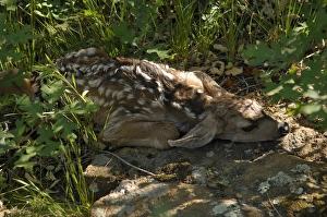 Spot Prints: Mule Deer Faun
