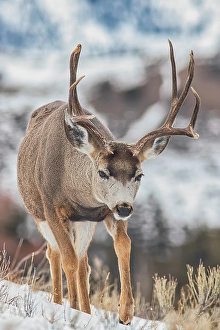 Buck Prints: Mule deer in Mammoth Hot Springs area of Yellowstone National Park