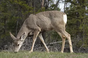 Mule Deer (Odocoileus hemionus), Jasper National Park, Alberta, Canada