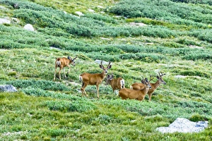 Population Prints: Mule deer, Odocoileus hemionus, are the most popular western species of deer. Hunted