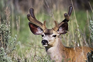 Velvet Prints: Mule Deer, Odocoileus hemionus, Grand Teton National Park, Wyoming