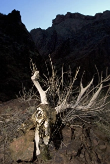 Artiodactyla Prints: Mule deer, Odocoileus hemionus, Grand Canyon National Park, Arizona