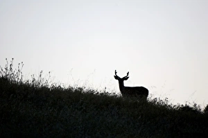 Artiodactyla Prints: Mule deer, Odocoileus hemionus, UCSC Campus Natural Reserve, Santa Cruz, California