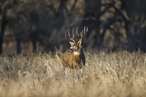 Images Dated 17th November 2014: Mule Deer (Odocoileus hemionus) buck in winter grassland cover