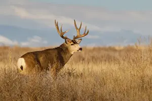 Images Dated 17th November 2014: Mule Deer (Odocoileus hemionus) buck in winter grassland cover