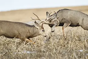 Fight Prints: Mule Deer (Odocoileus hemionus) bucks fighting during rut