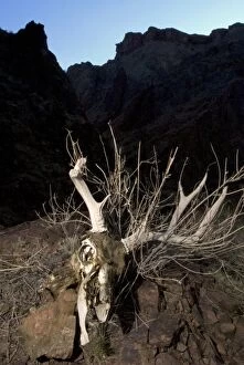 Mule deer, Odocoileus hemionus, Grand Canyon National Park, Arizona